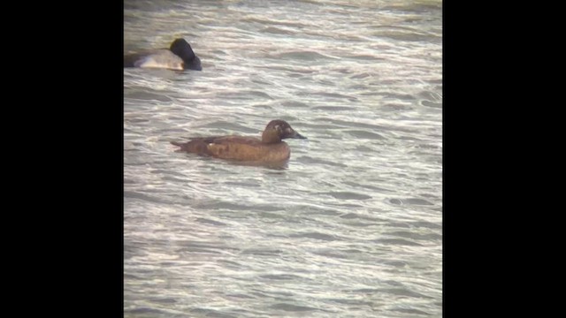 White-winged Scoter - ML614363394