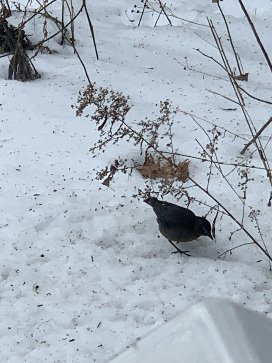 Rusty/Brewer's Blackbird - ML614363541