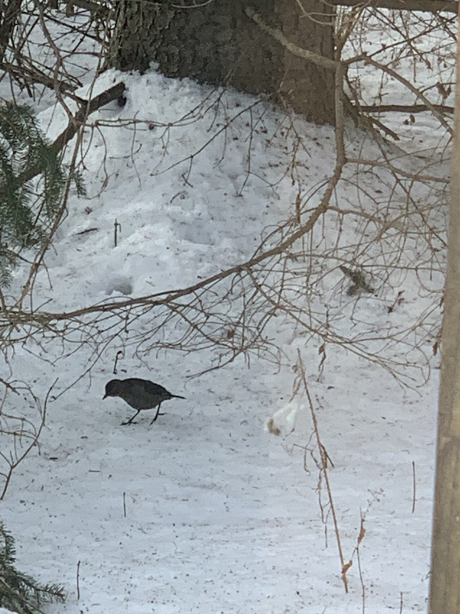 Rusty/Brewer's Blackbird - ML614363555