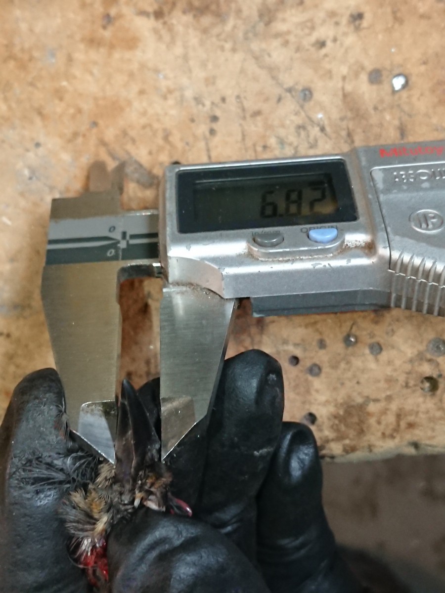 Rusty/Brewer's Blackbird - ML614363576