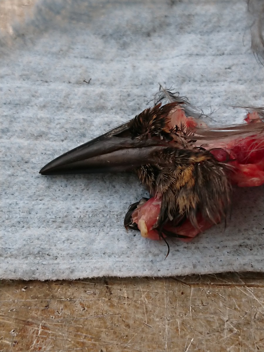 Rusty/Brewer's Blackbird - ML614363577