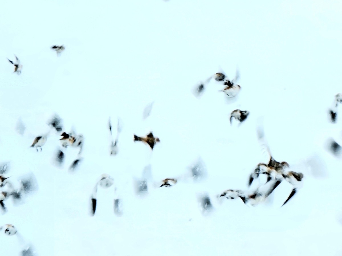 Snow Bunting - ML614363581