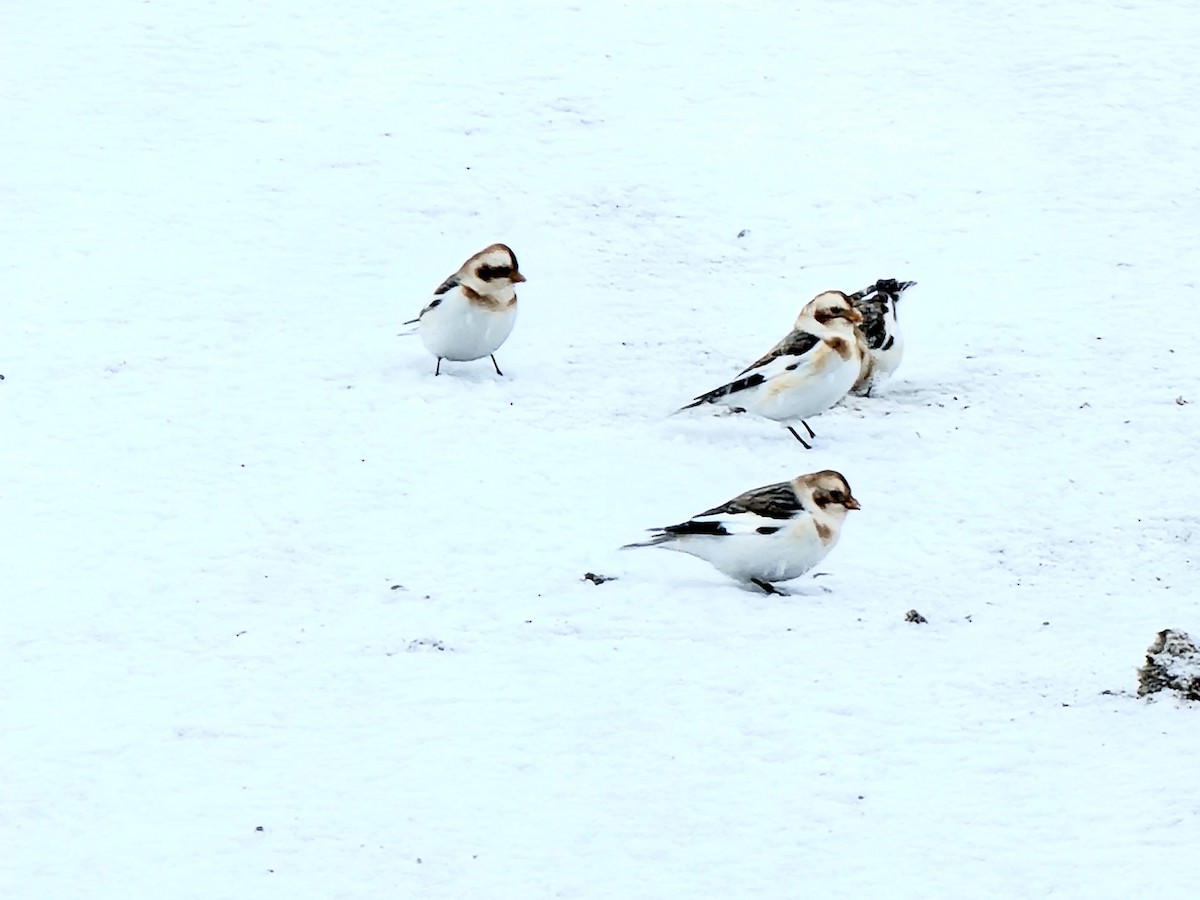 Snow Bunting - François Landry COHL