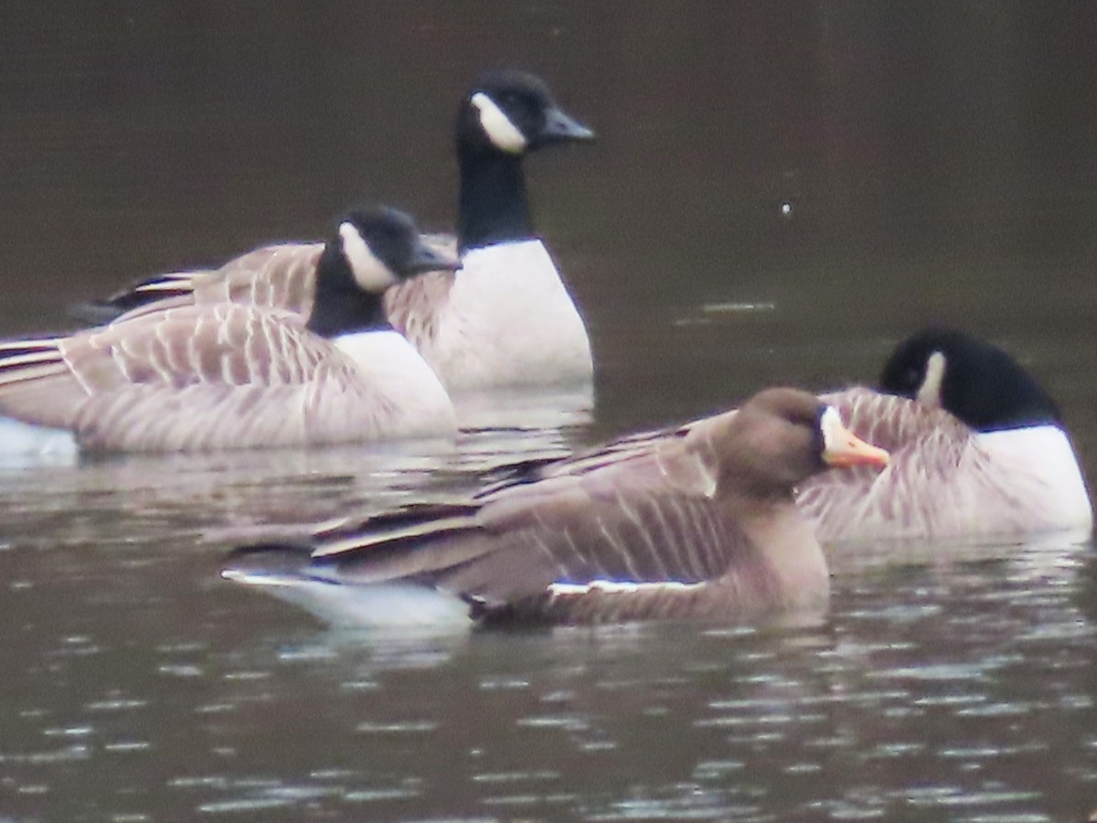 Greater White-fronted Goose - ML614363616