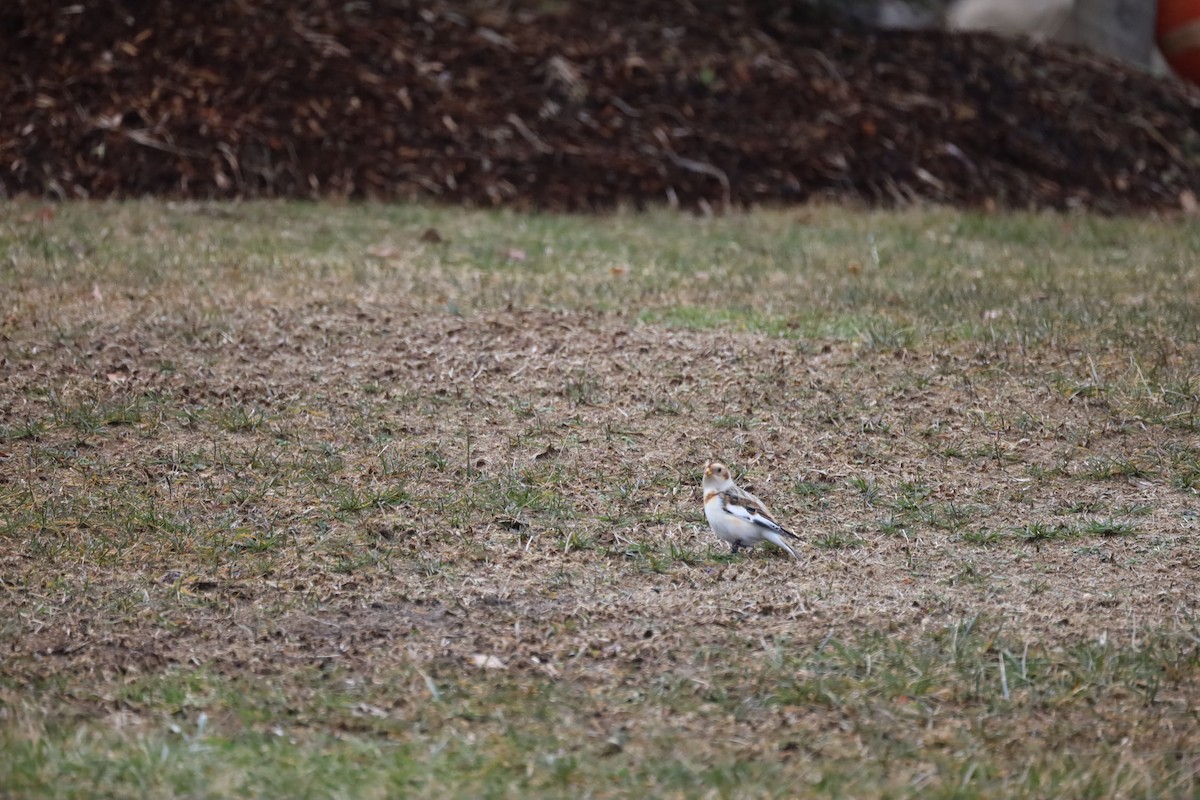 Snow Bunting - ML614363738