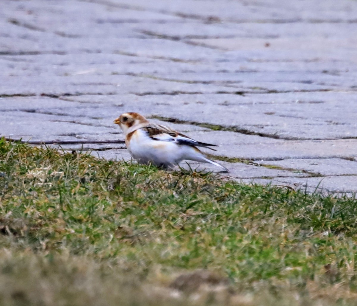 Snow Bunting - Jennifer Finley