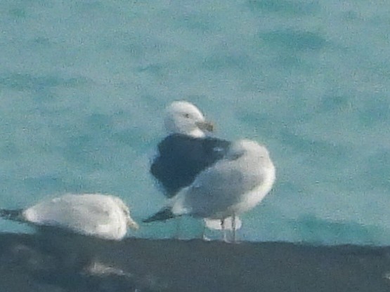 racek mořský - ML614363757