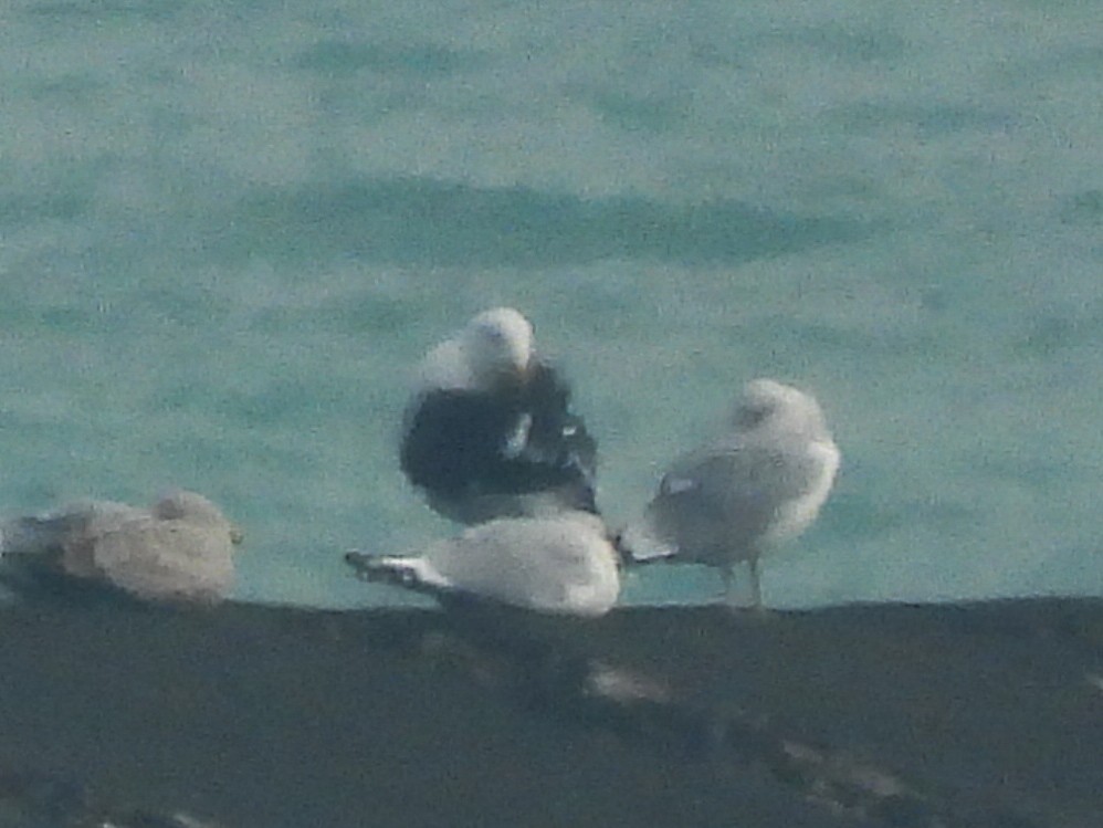 racek mořský - ML614363758