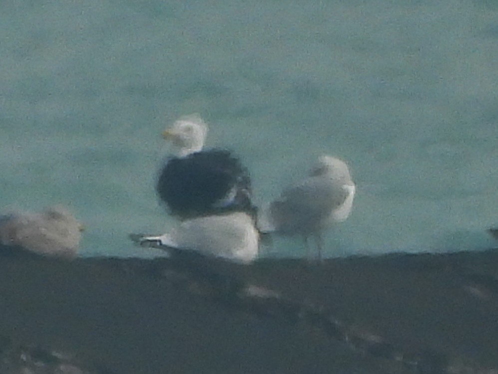 racek mořský - ML614363759