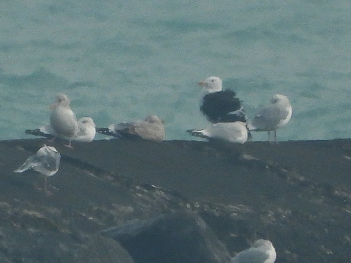 racek mořský - ML614363760