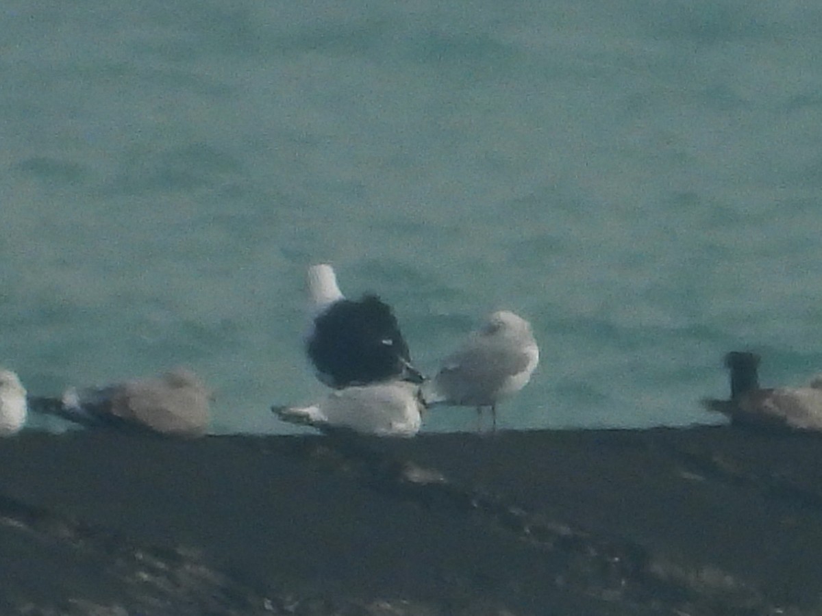 racek mořský - ML614363761