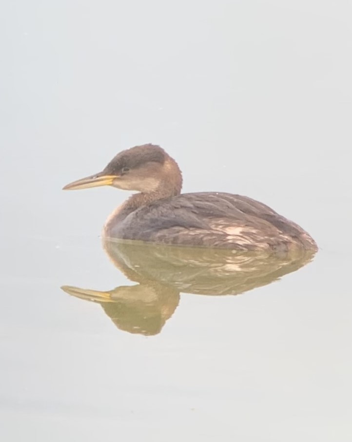 Red-necked Grebe - Richard Jeffers