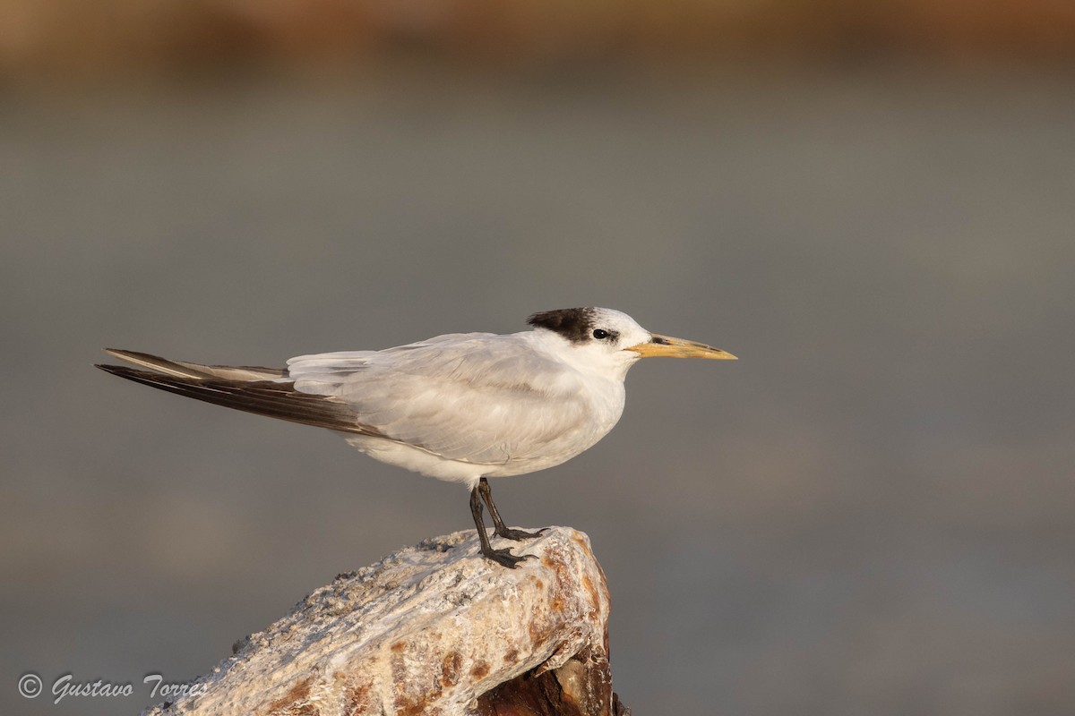 Sandwich Tern (Cayenne) - ML614363808