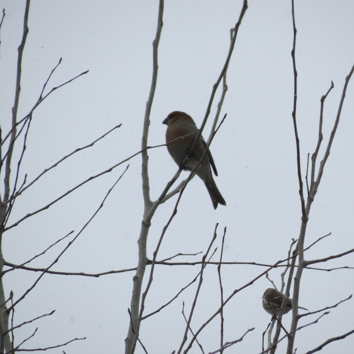 Pine Grosbeak - Rodolphe Dubois