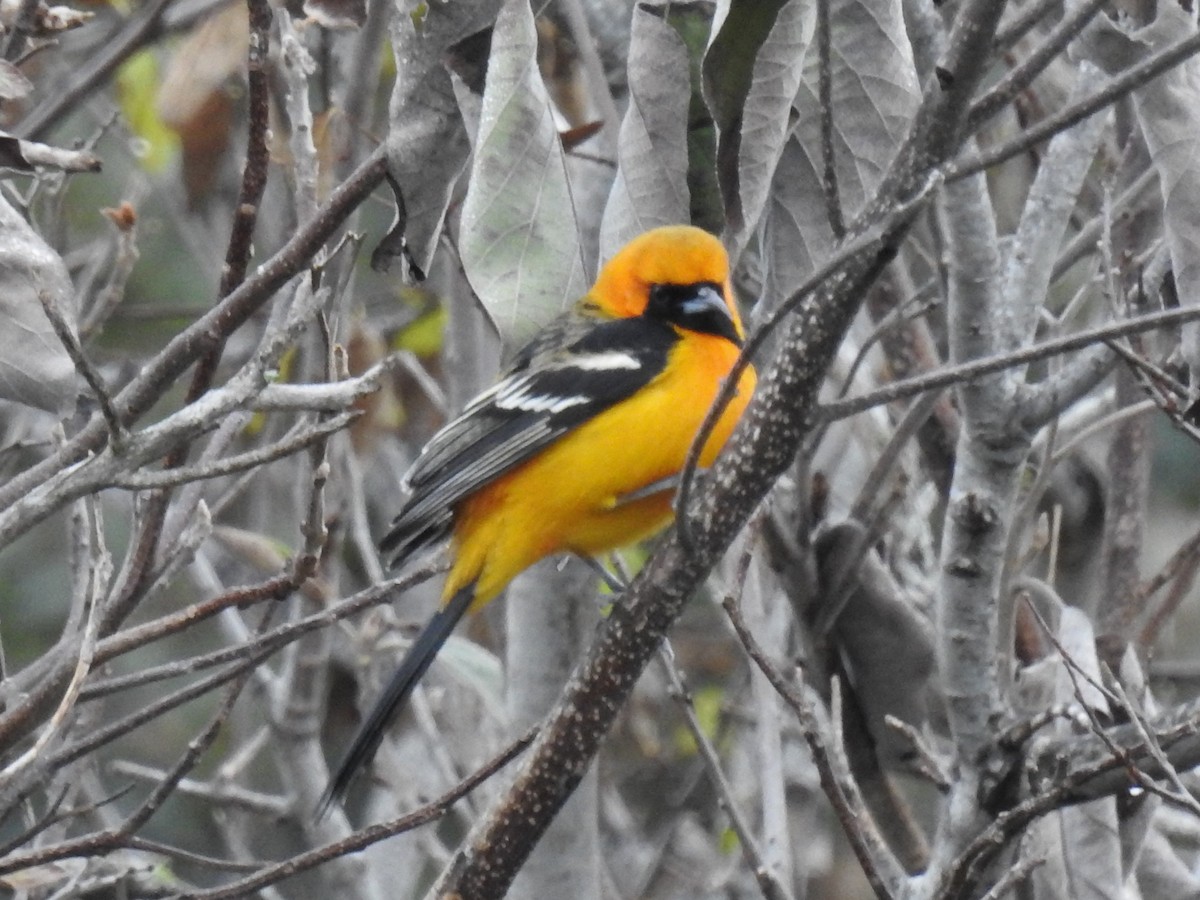 Hooded Oriole - ML614363835