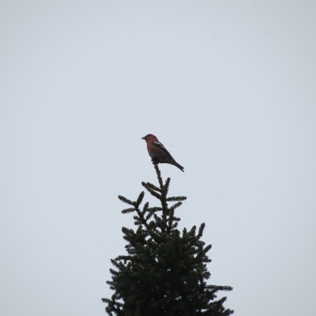 White-winged Crossbill - Rodolphe Dubois