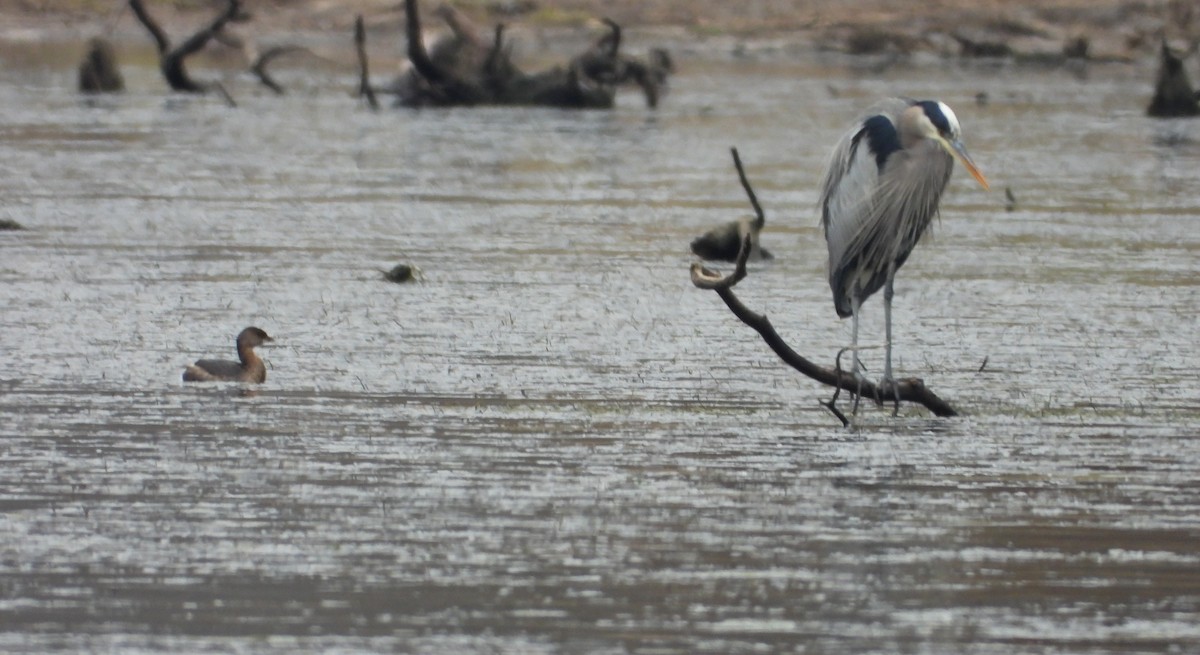 Great Blue Heron - ML614363918