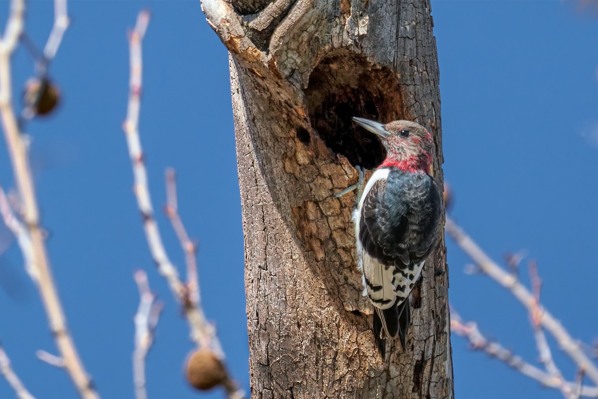 Red-headed Woodpecker - Dean Campbell