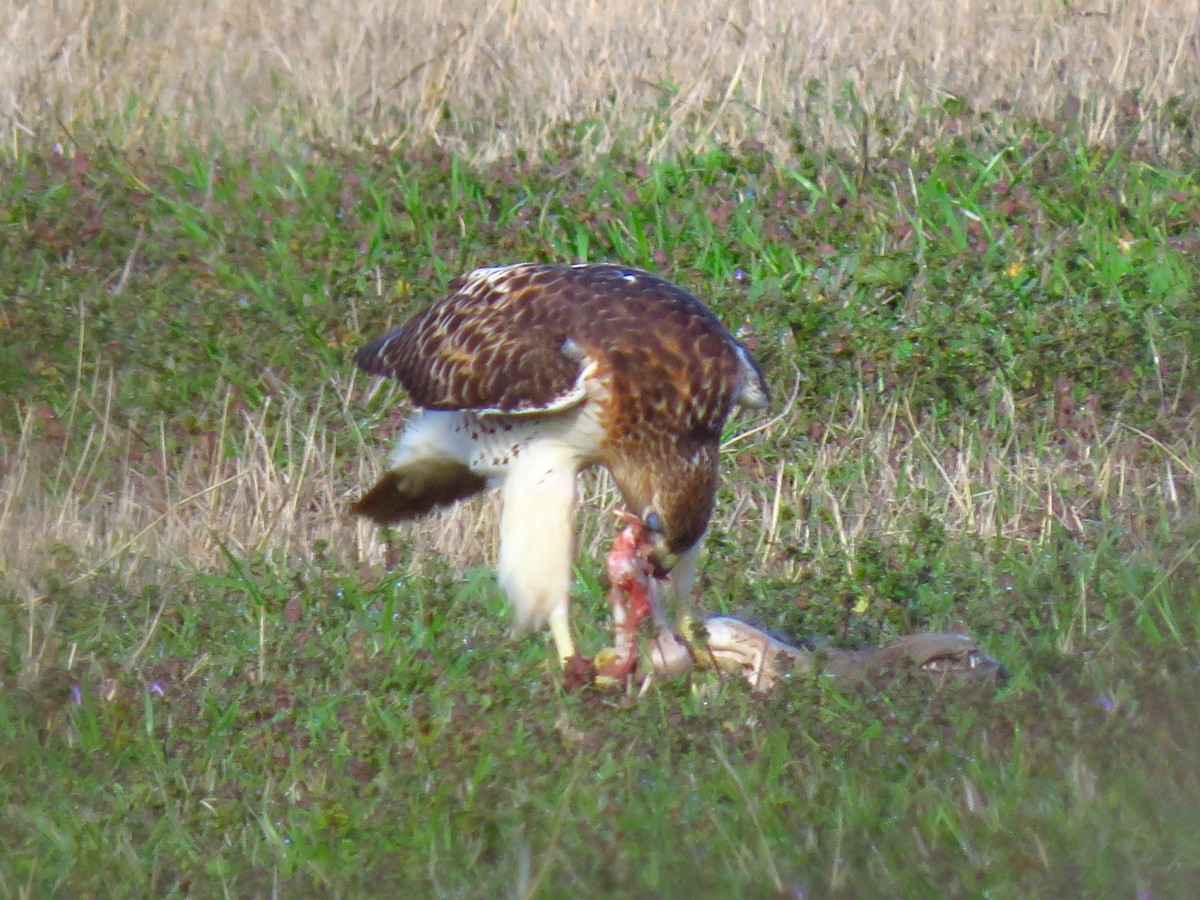 Rotschwanzbussard - ML614363996