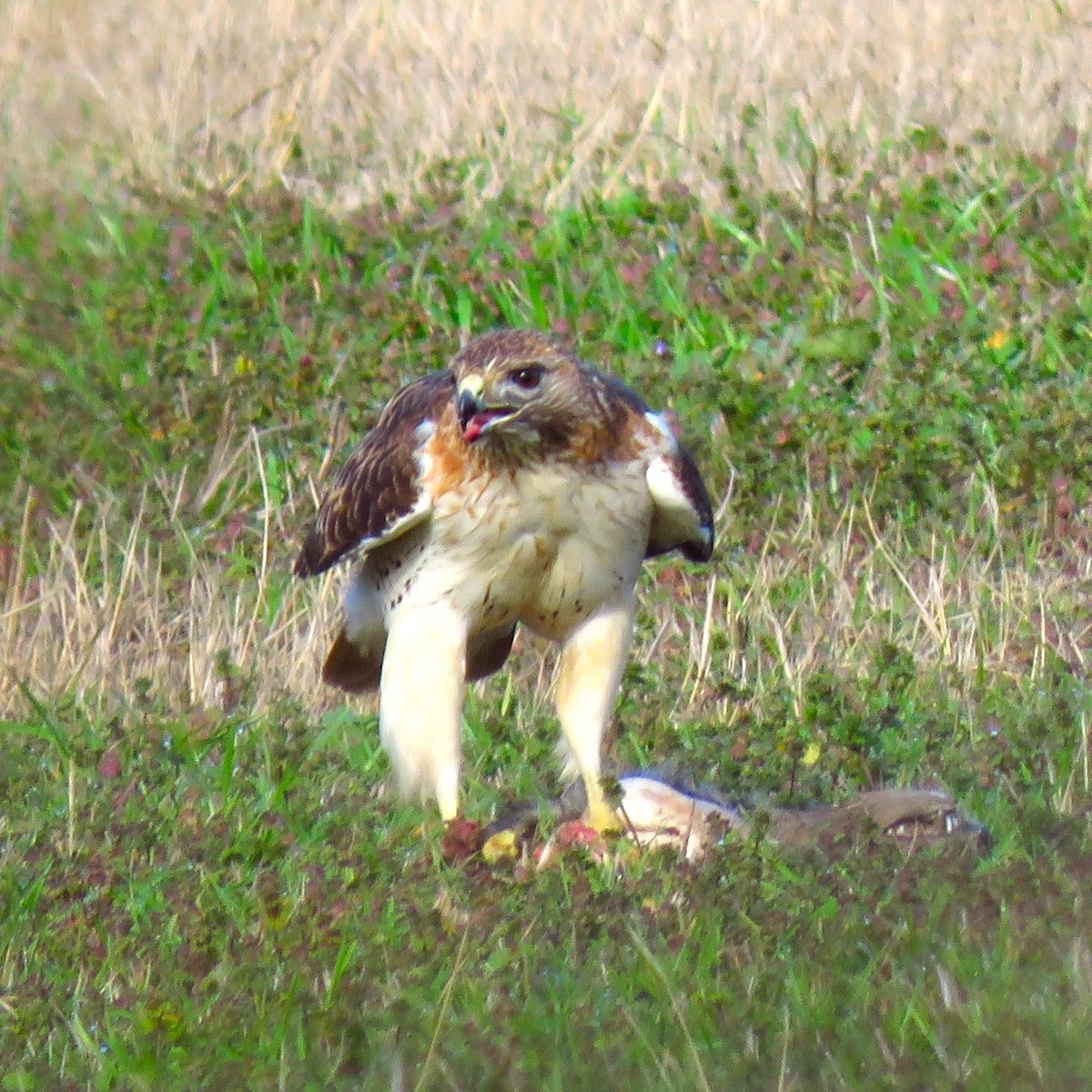 Red-tailed Hawk - ML614363997