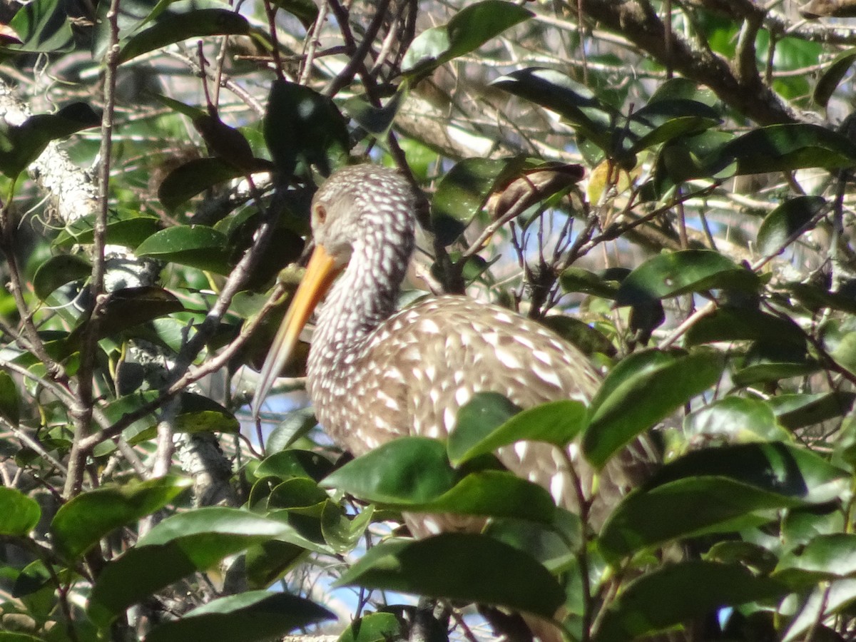 Limpkin - ML614364007