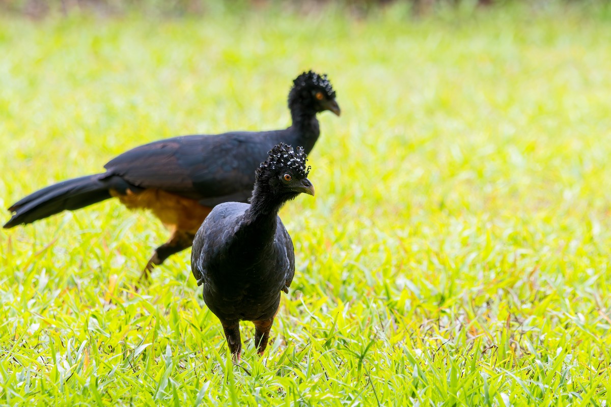 Red-billed Curassow - ML614364022