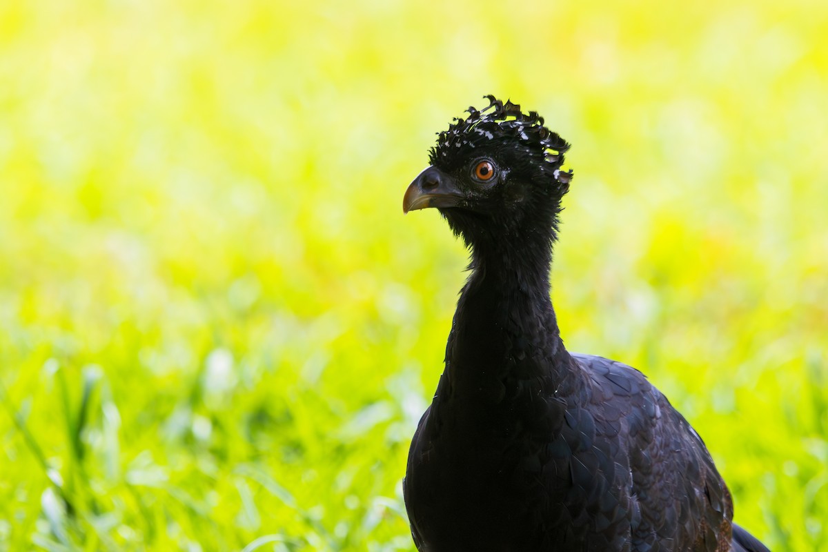 Red-billed Curassow - ML614364024