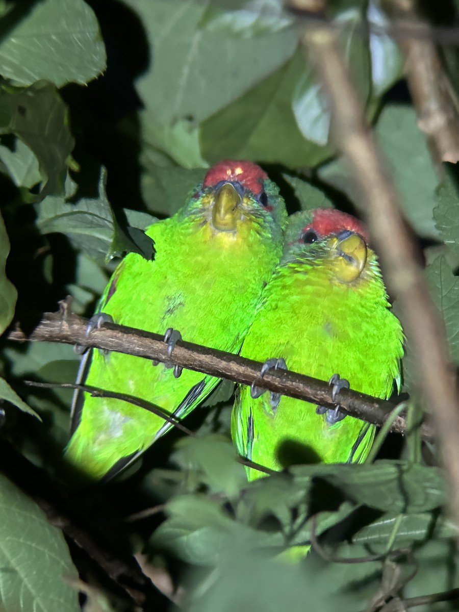 Kosta Rika Papağanı - ML614364127