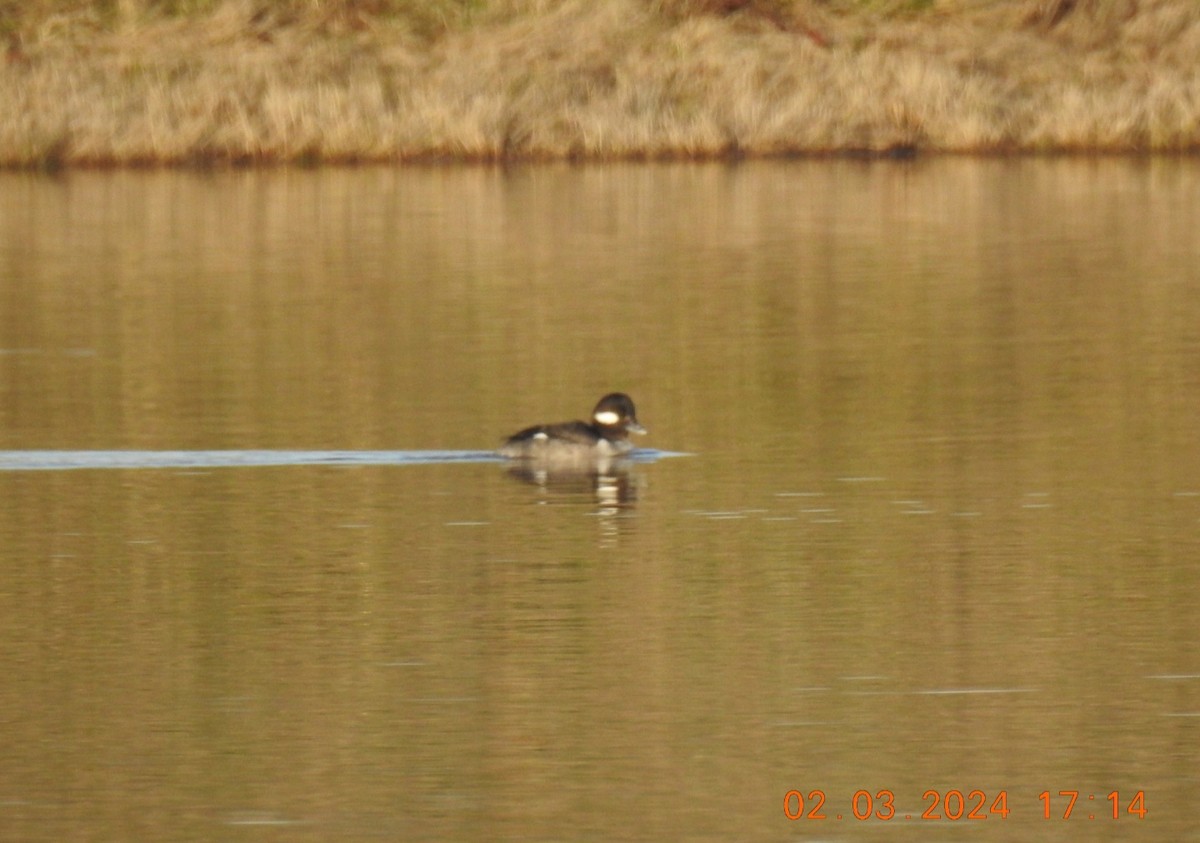 Bufflehead - Allen HENDRICK 864.360.5468