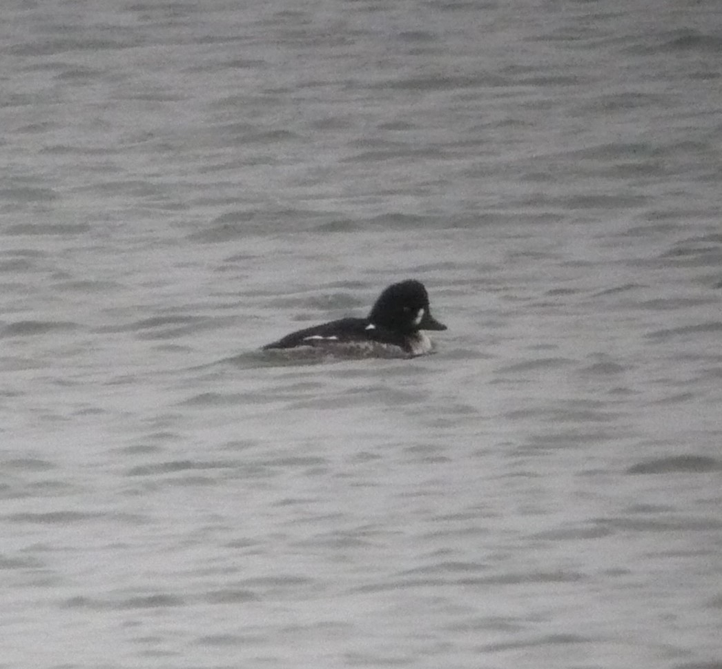 Barrow's Goldeneye - ML614364149