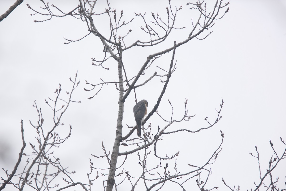 Cooper's Hawk - ML614364172