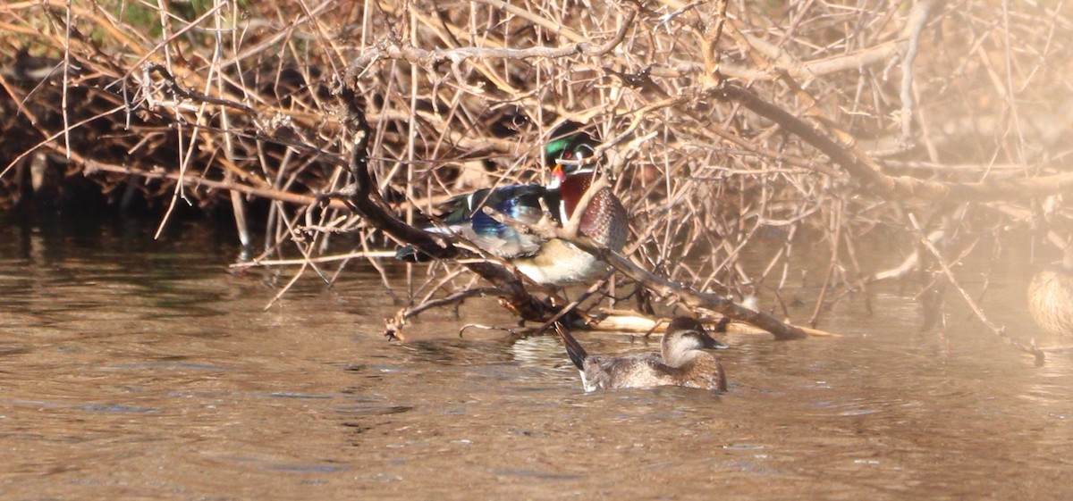 Ruddy Duck - ML614364181