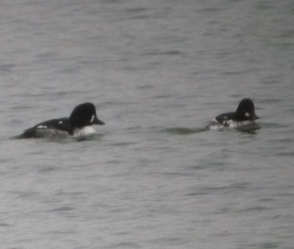 Barrow's Goldeneye - ML614364203