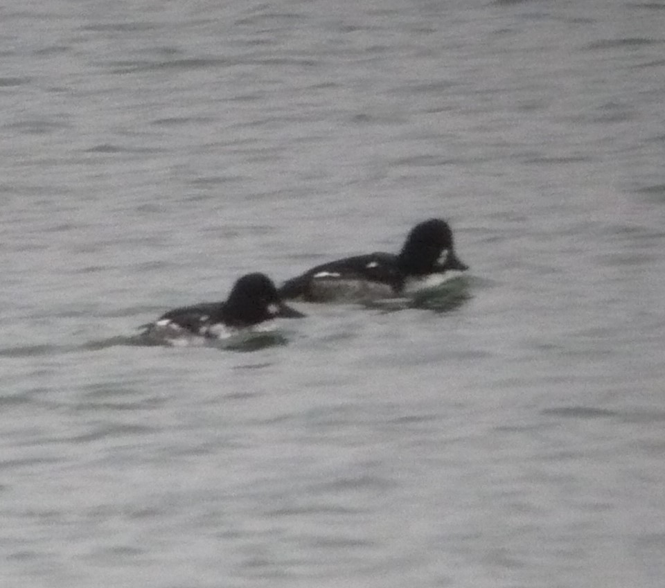 Barrow's Goldeneye - ML614364219