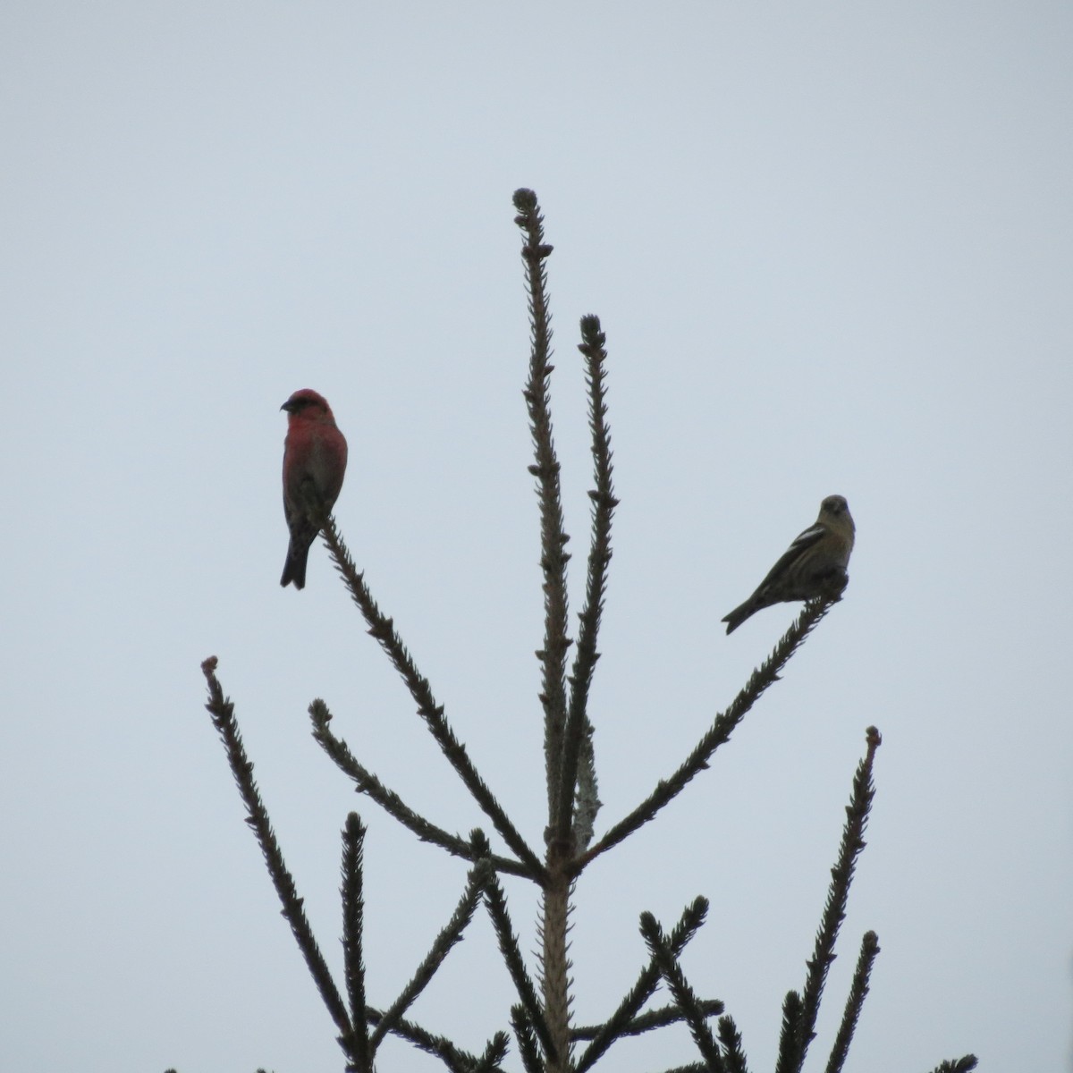 White-winged Crossbill - Rodolphe Dubois