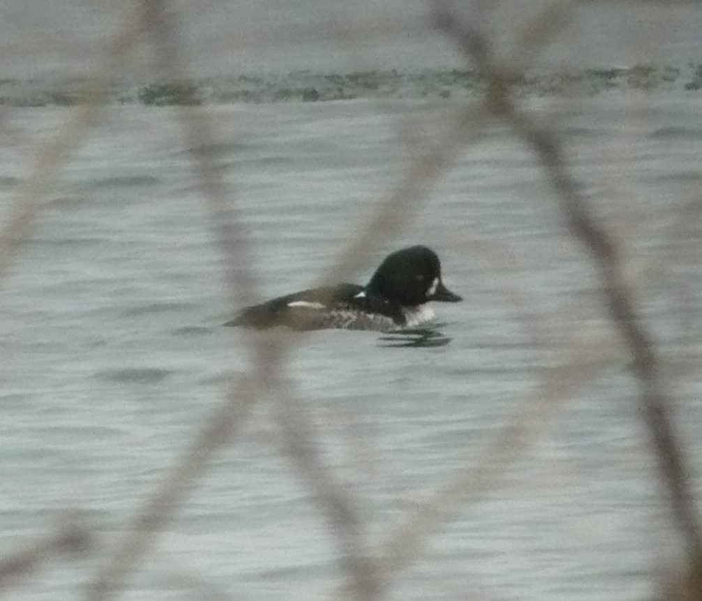 Barrow's Goldeneye - ML614364256