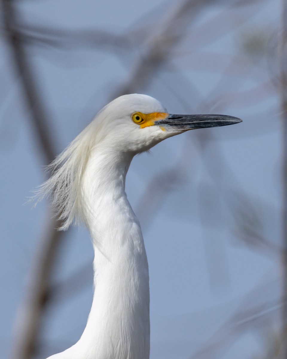 Snowy Egret - ML614364270