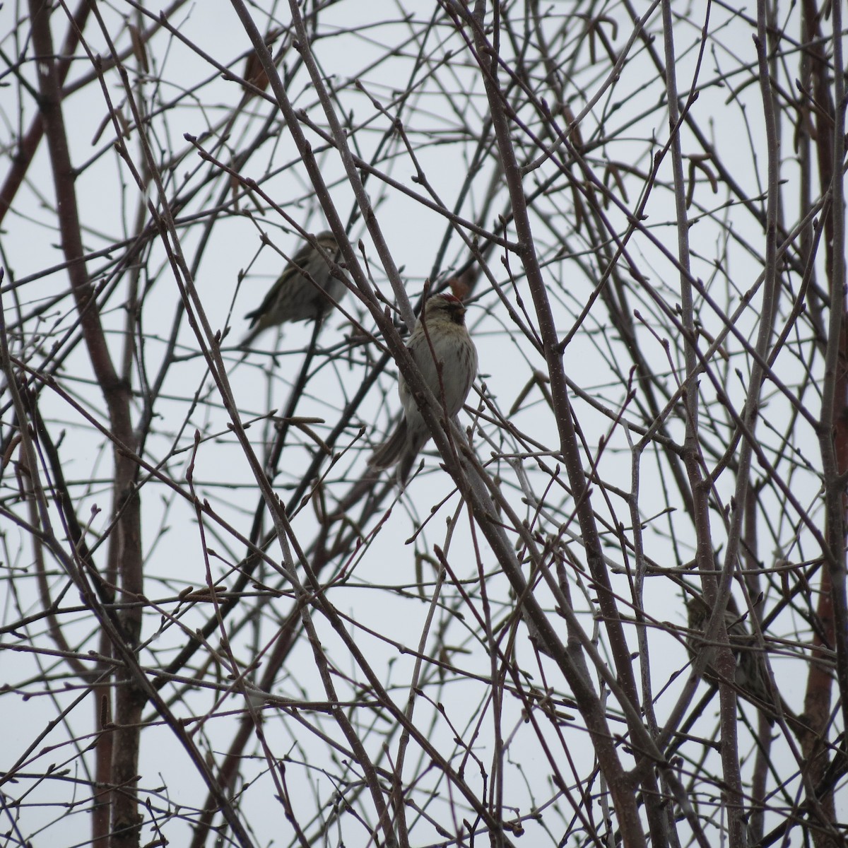 Hoary Redpoll - Rodolphe Dubois