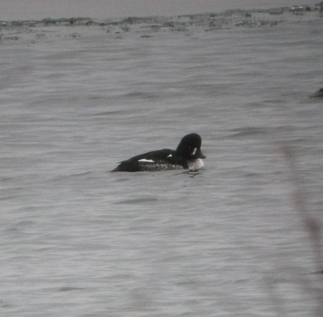 Barrow's Goldeneye - ML614364290