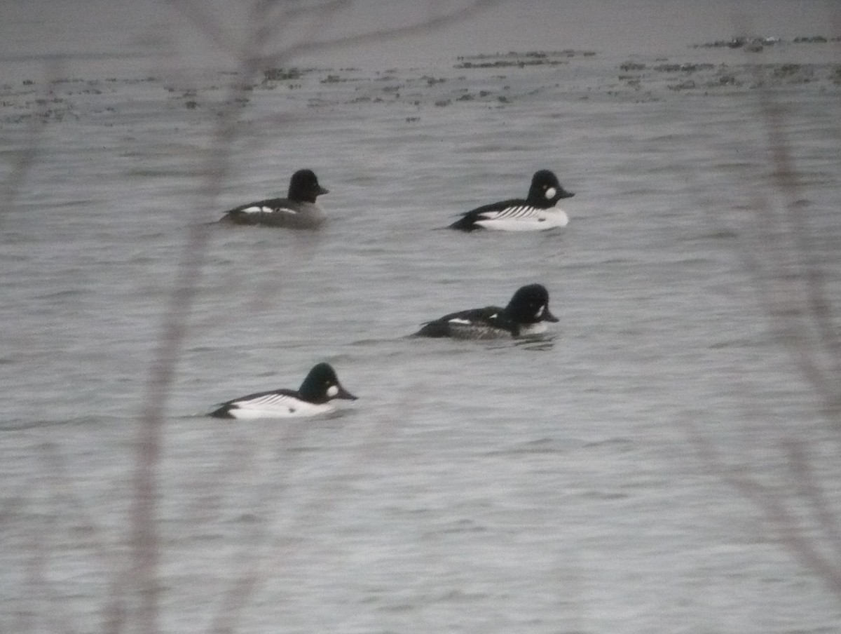 Barrow's Goldeneye - ML614364342