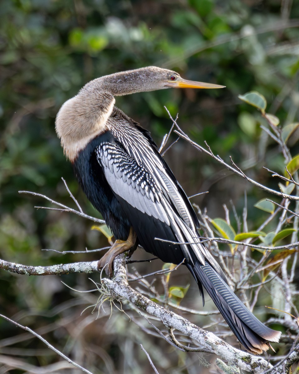 anhinga americká - ML614364346