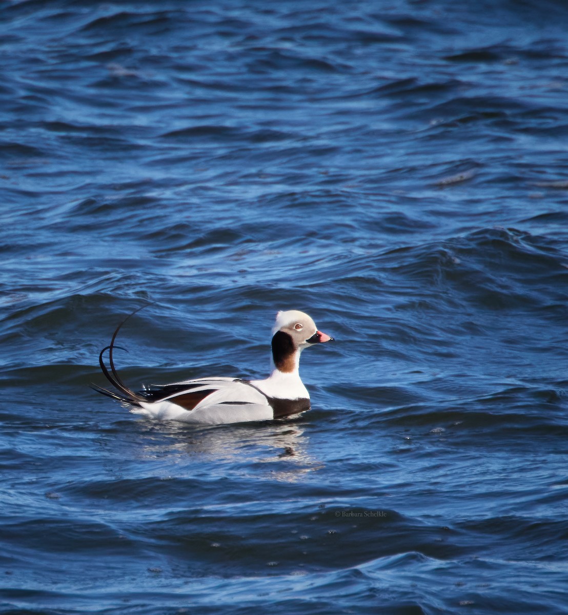 Long-tailed Duck - ML614364463