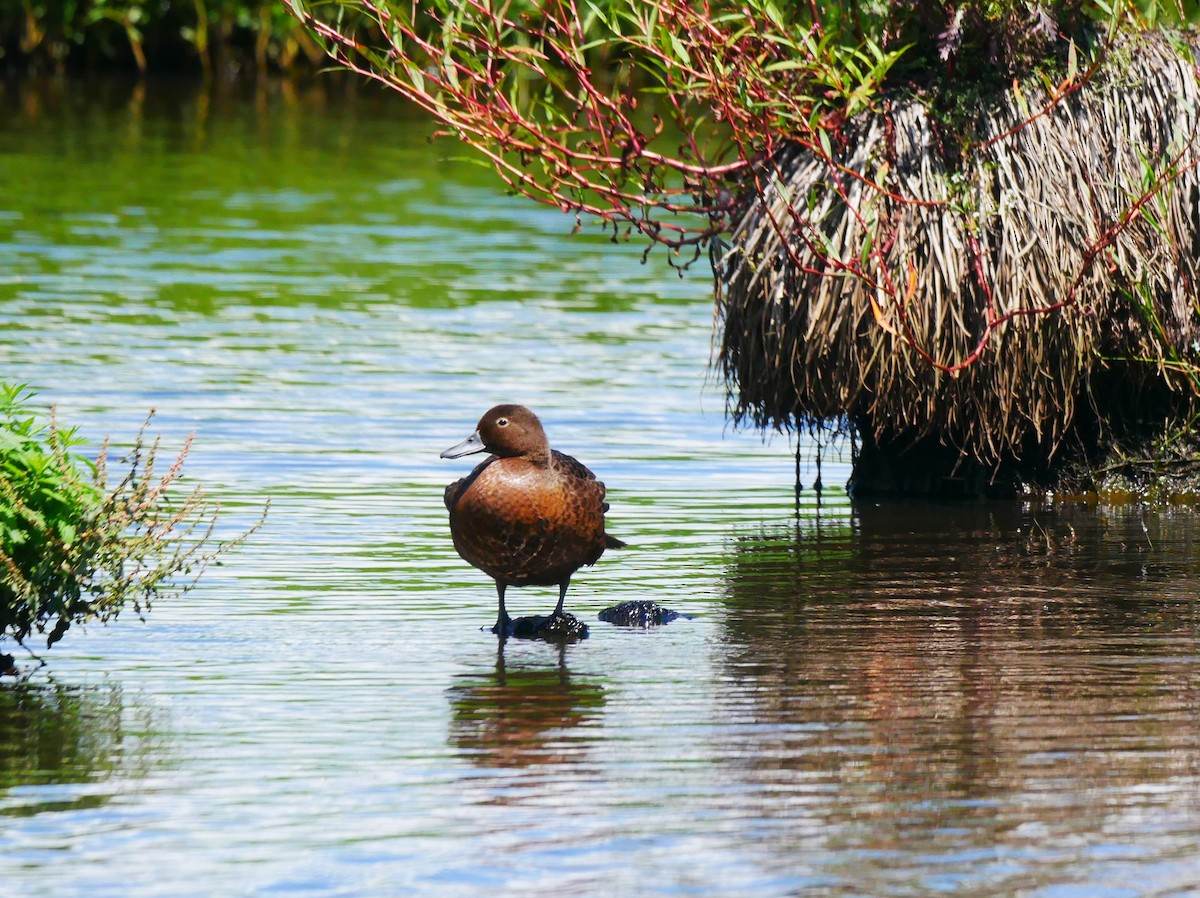 Brown Teal - ML614364477