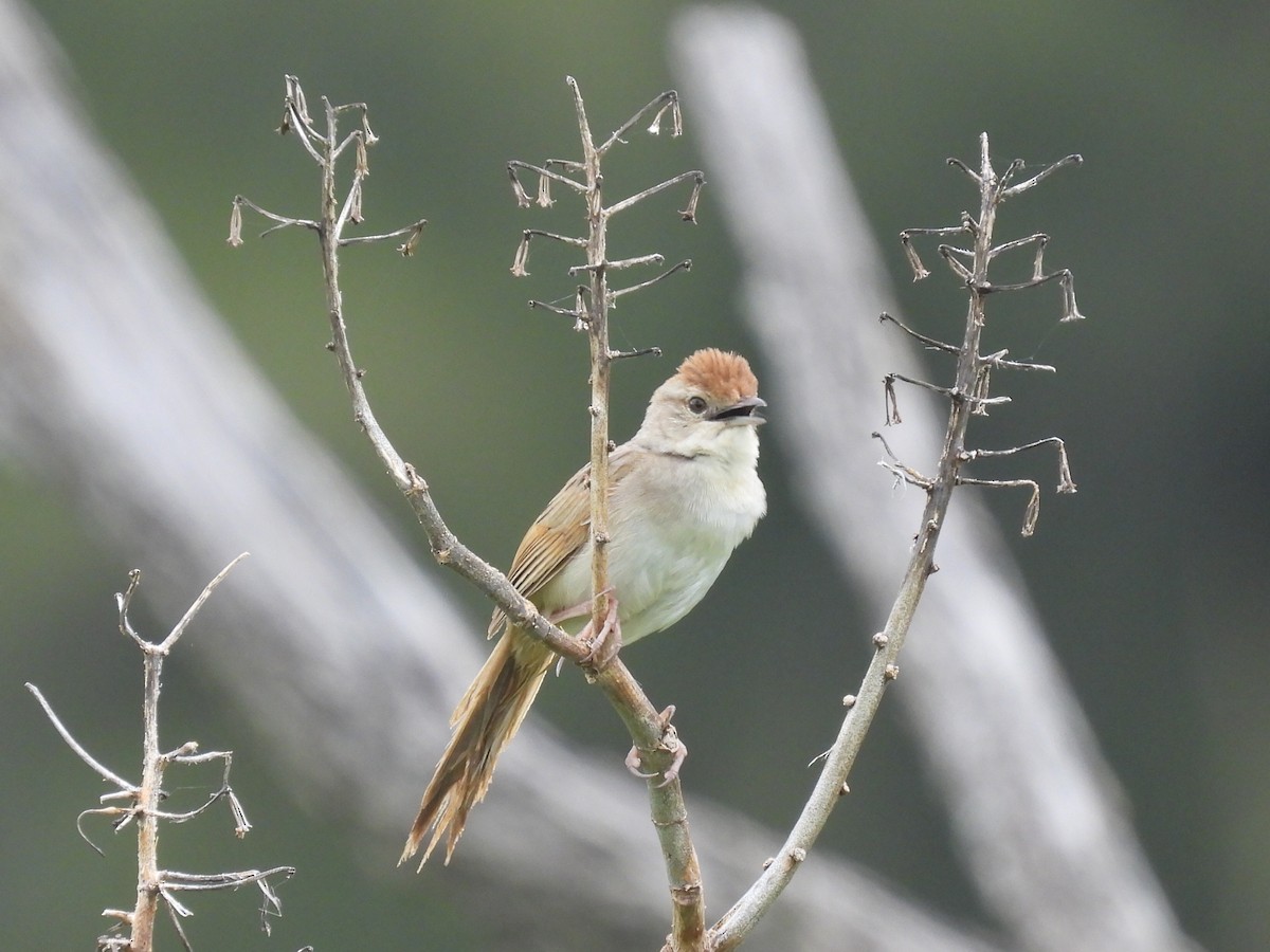 Tawny Grassbird - ML614364499