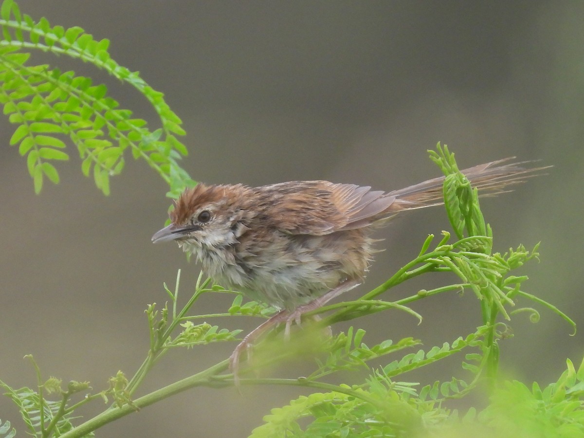 Tawny Grassbird - ML614364500