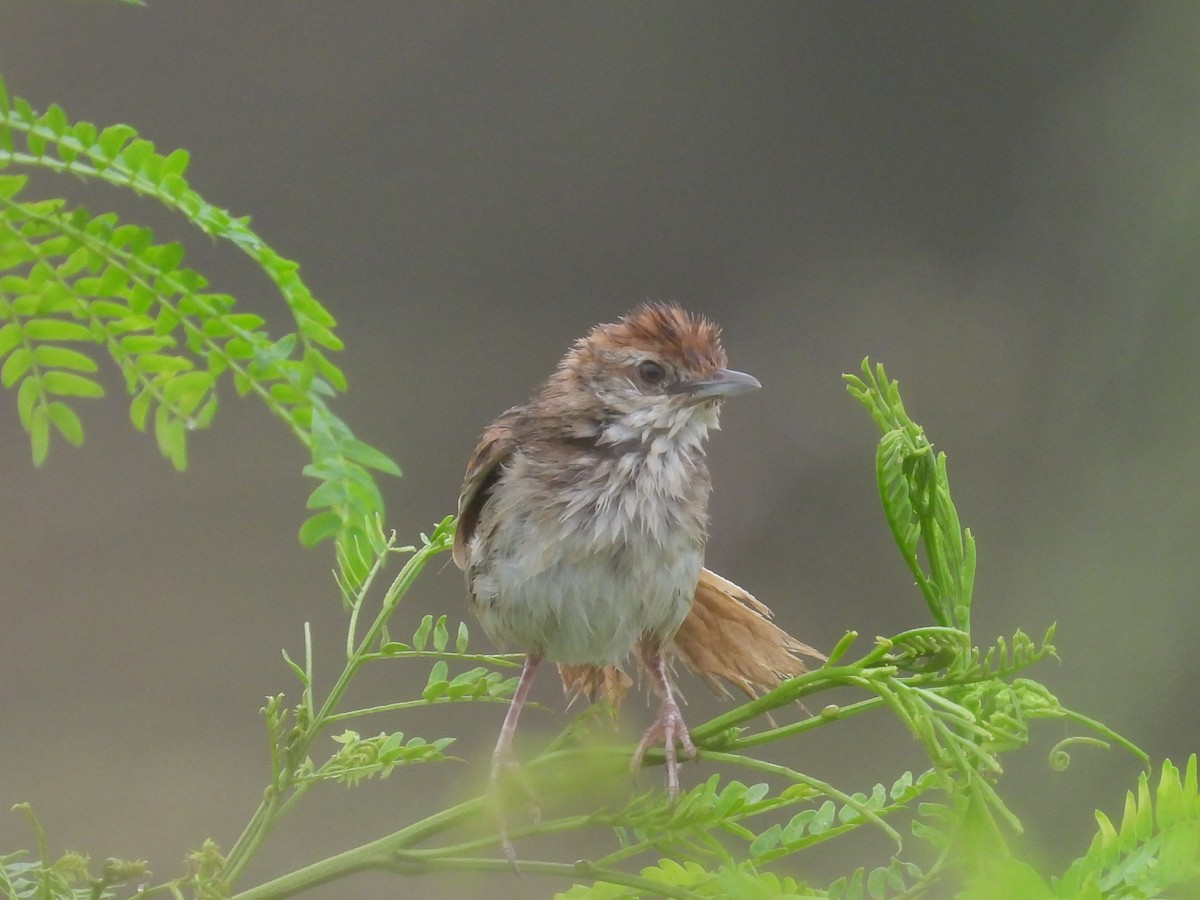 Tawny Grassbird - ML614364501