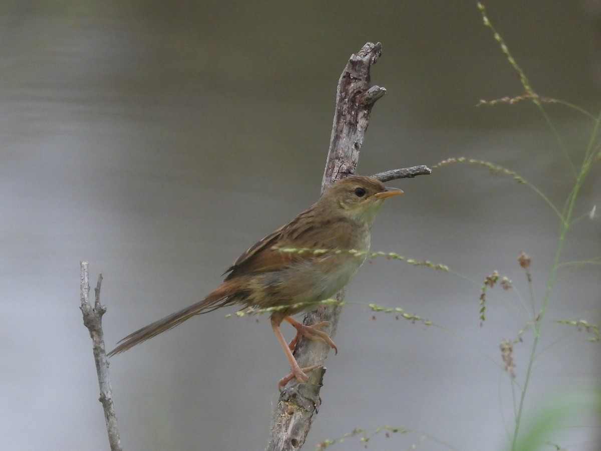 Tawny Grassbird - ML614364502