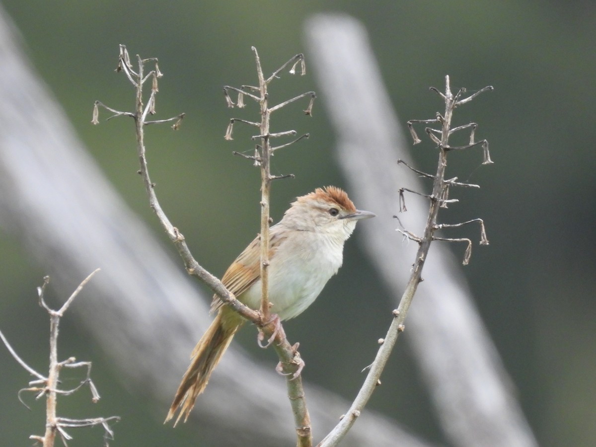 Tawny Grassbird - ML614364503