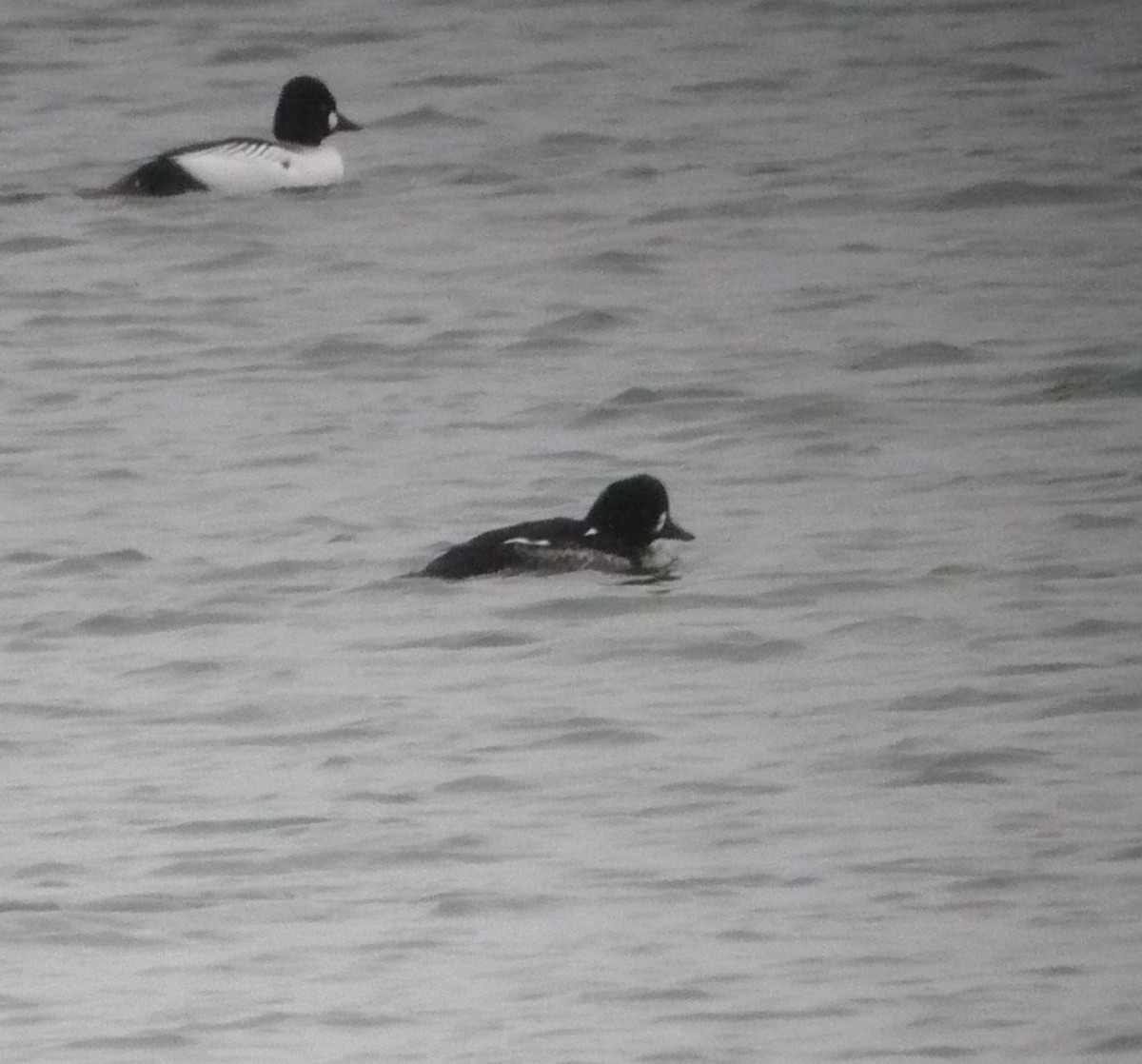 Barrow's Goldeneye - ML614364516