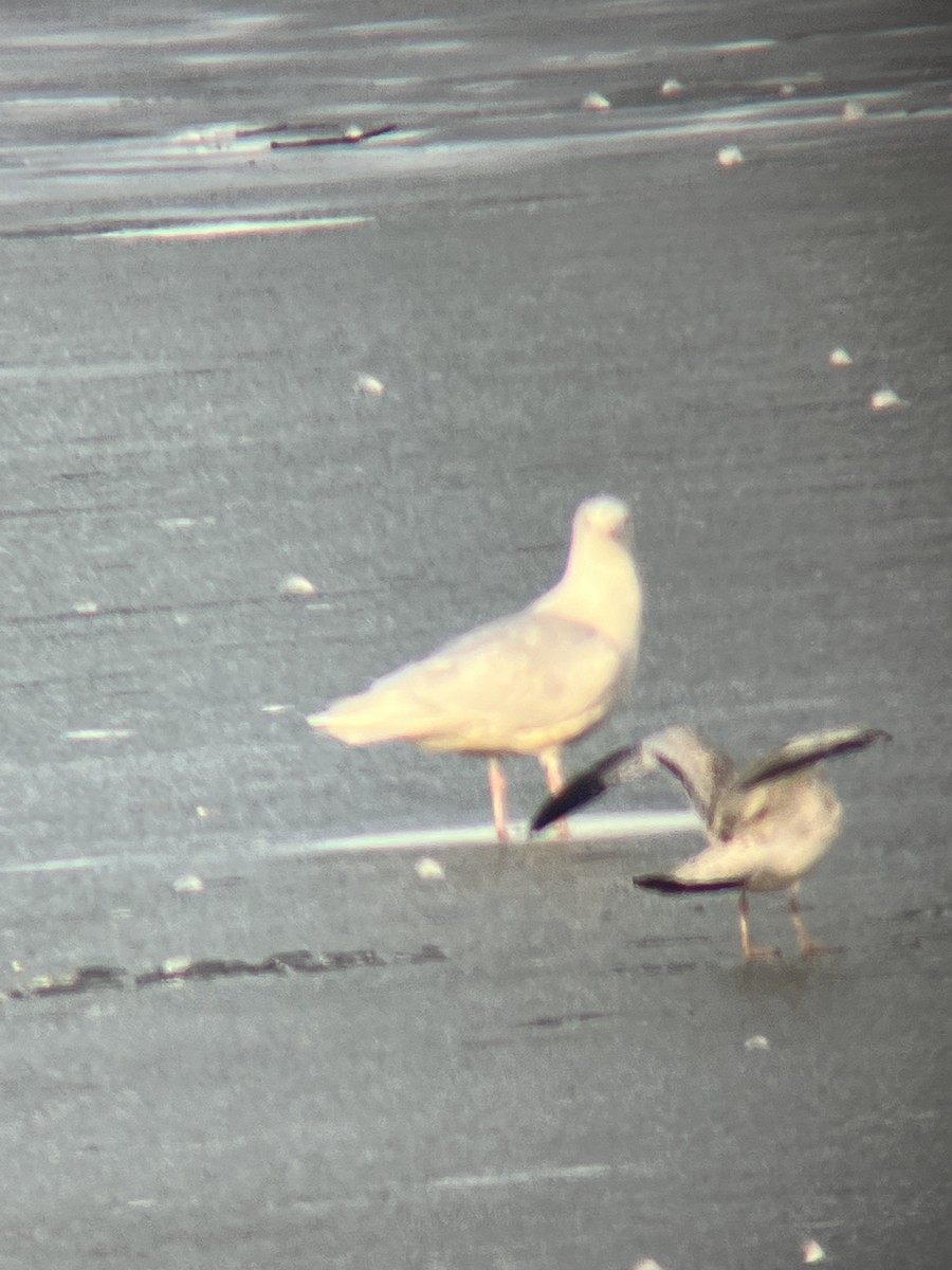 Glaucous Gull - ML614364523